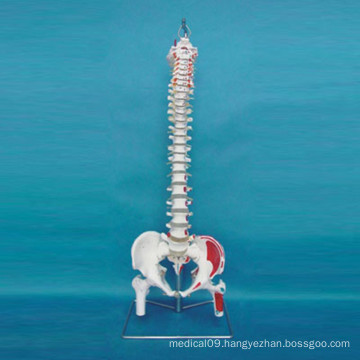 Human Labeled Skeleton Bones Model for Medical Teaching (R020712)